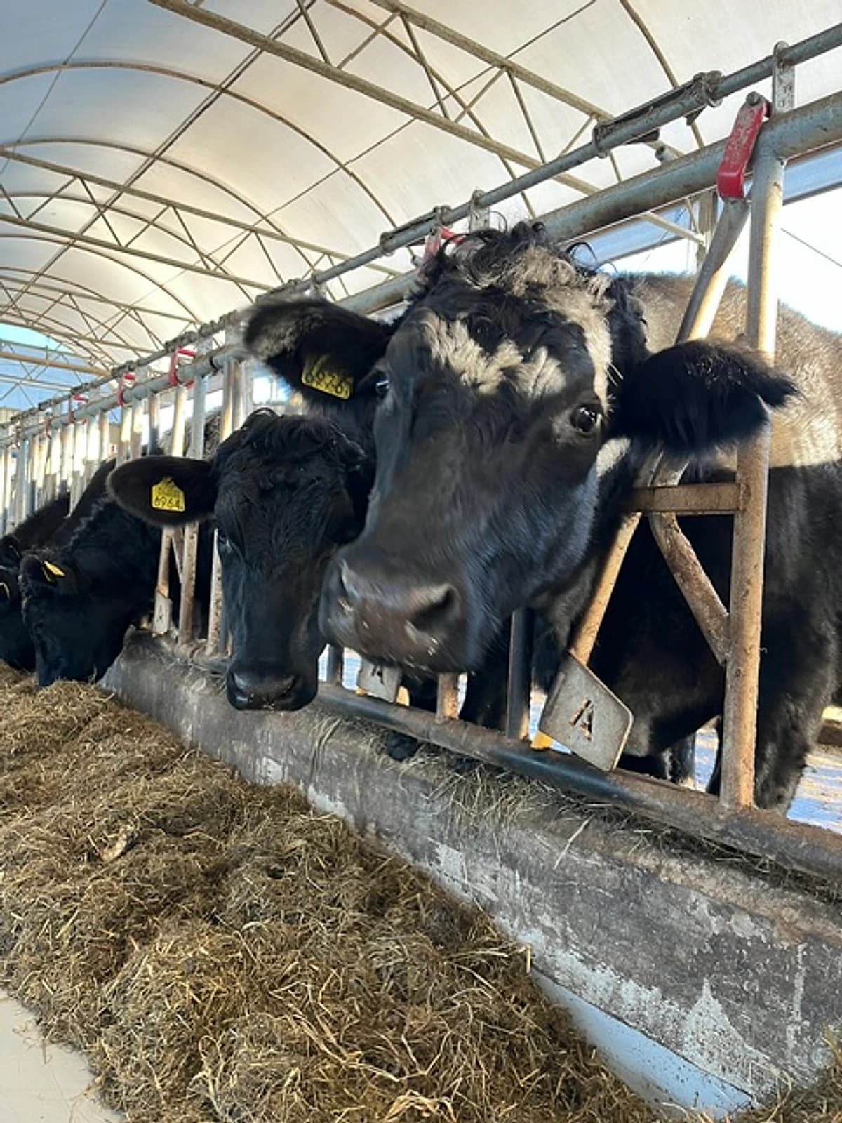 Koeien van de familie Van Zuijlen in de stal