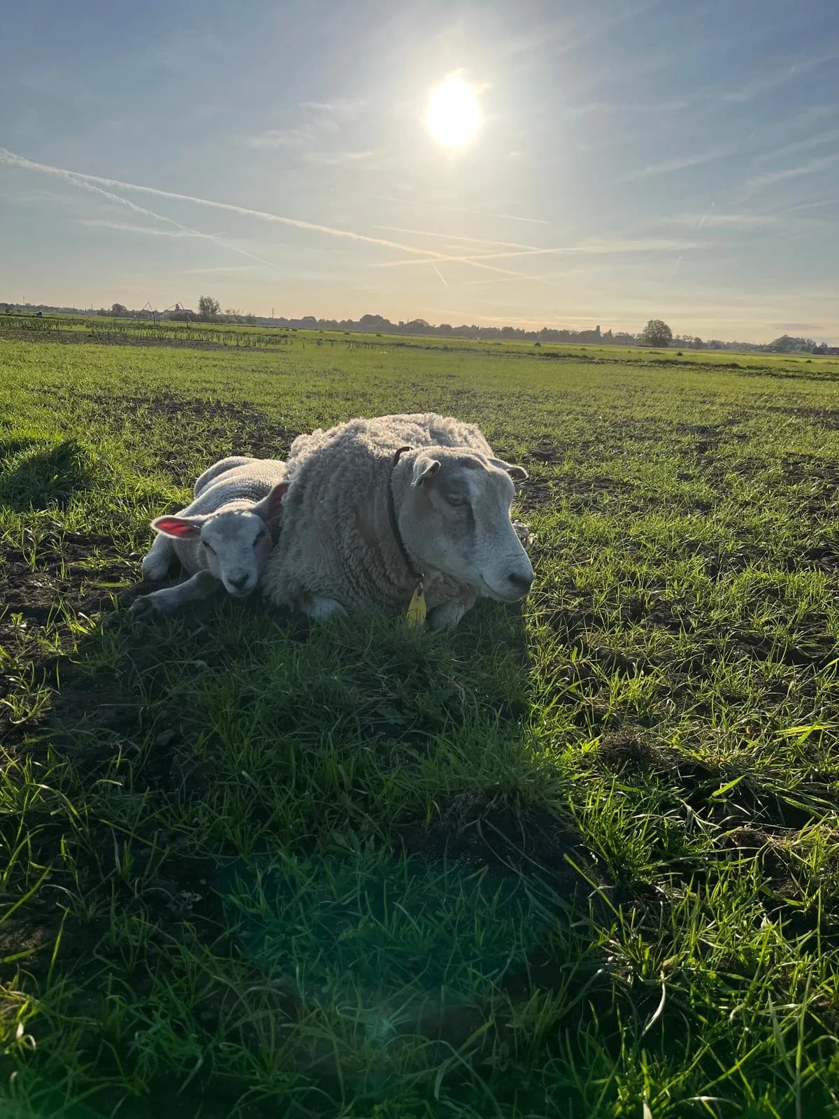 Een schaap en lam in het weiland