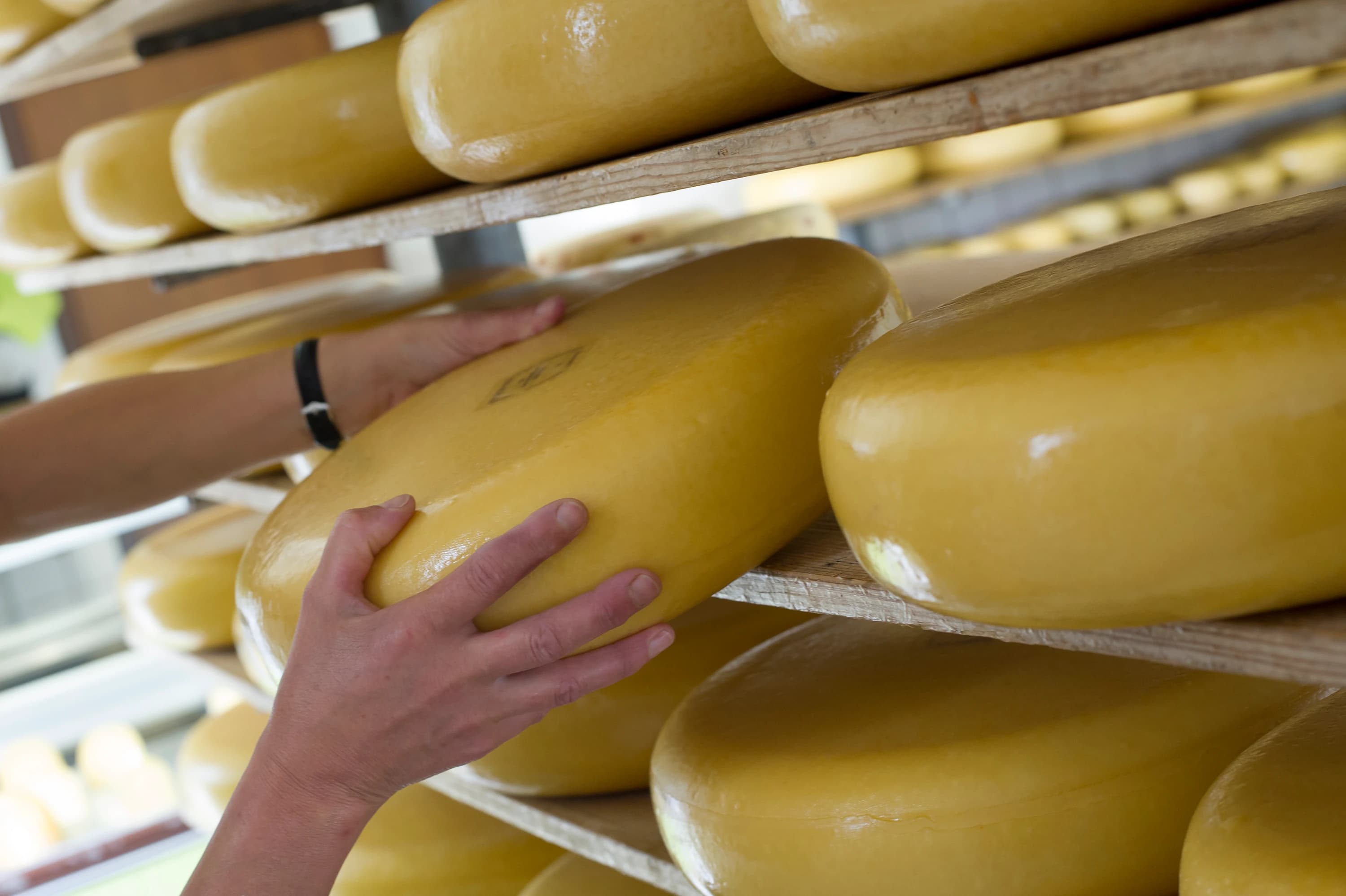 Een boerenkaas die met de hand van de rijpingsplank wordt gepakt
