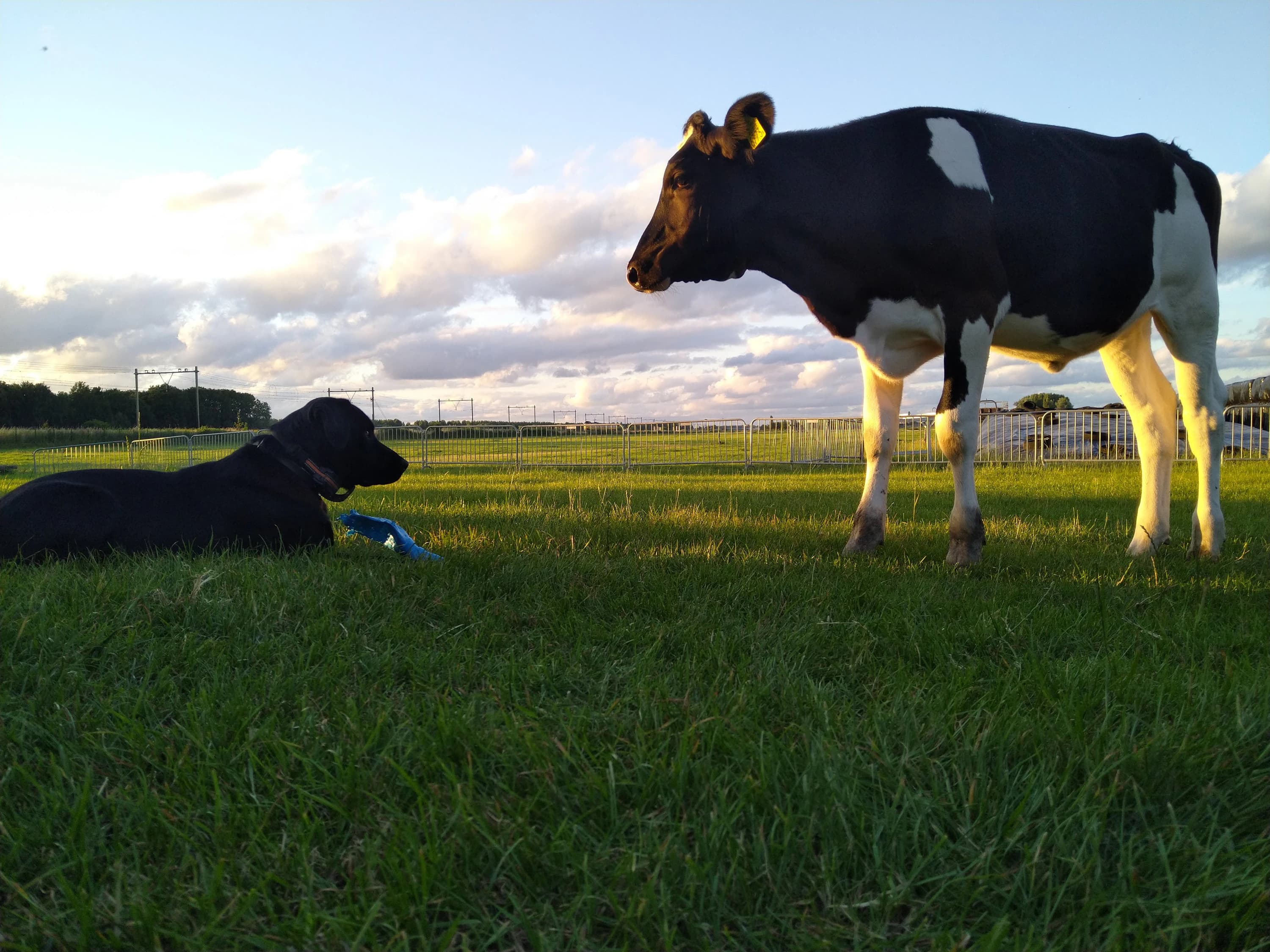 Een koe en de boerderijhond samen in de wei