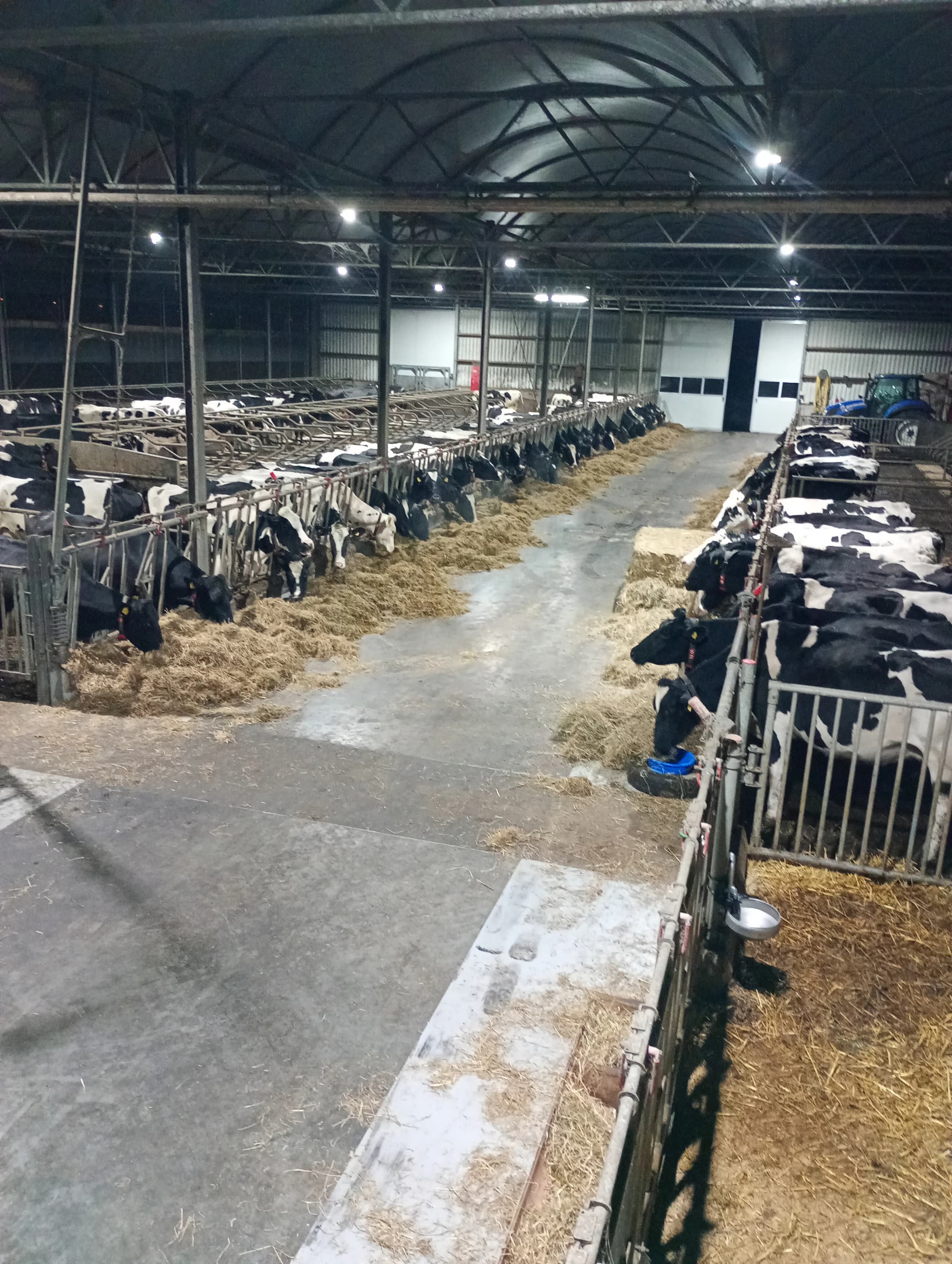 Doorkijk door de stal met koeien aan beide kanten van het looppad