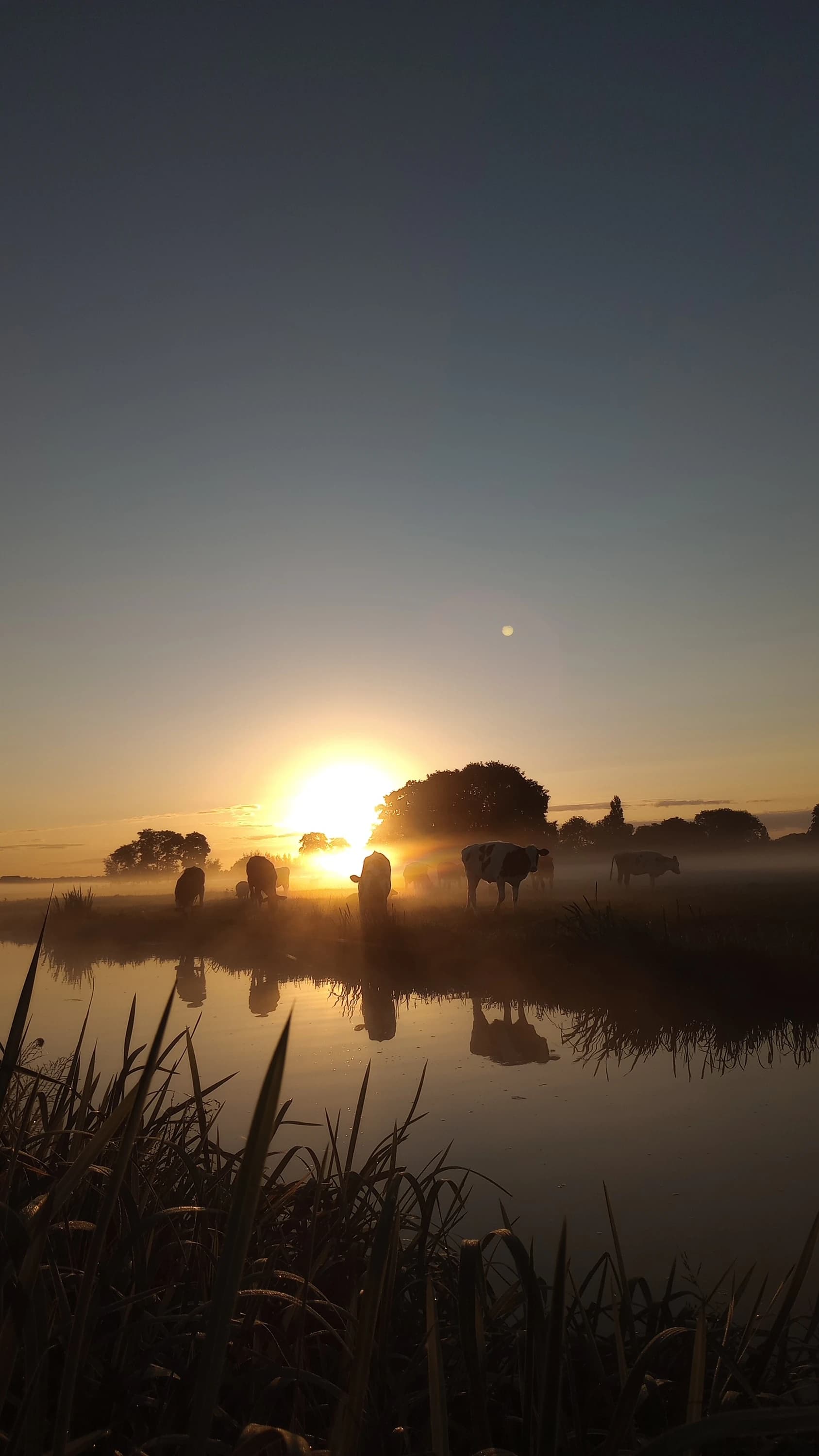 Koeien in de wei bij zonsopkomst met hun spiegeling in het water