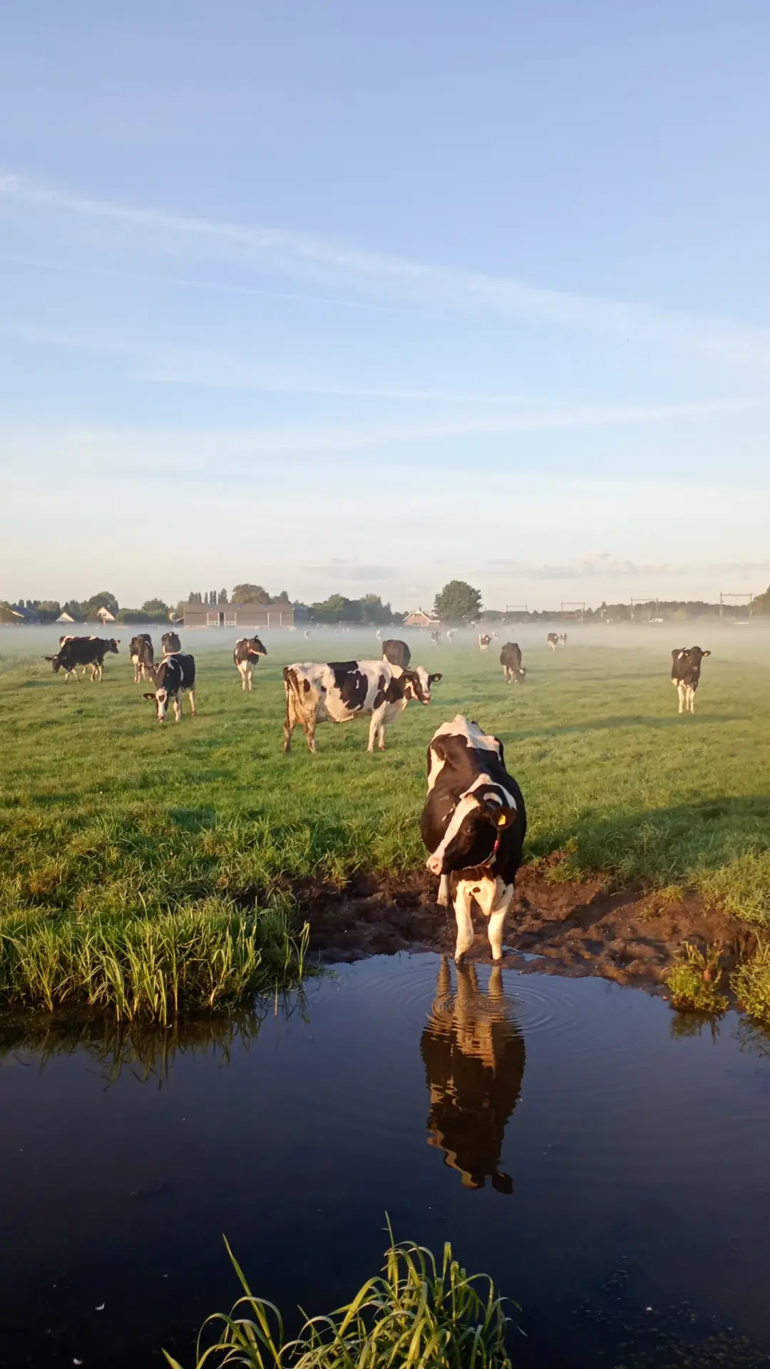 Koe van de familie Van Zuijlen aan de waterkant in de wei